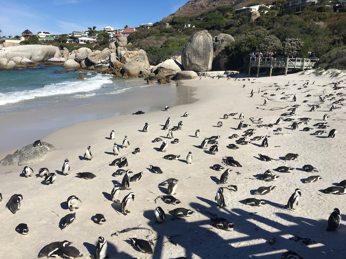 Penguin colony on beach 1200