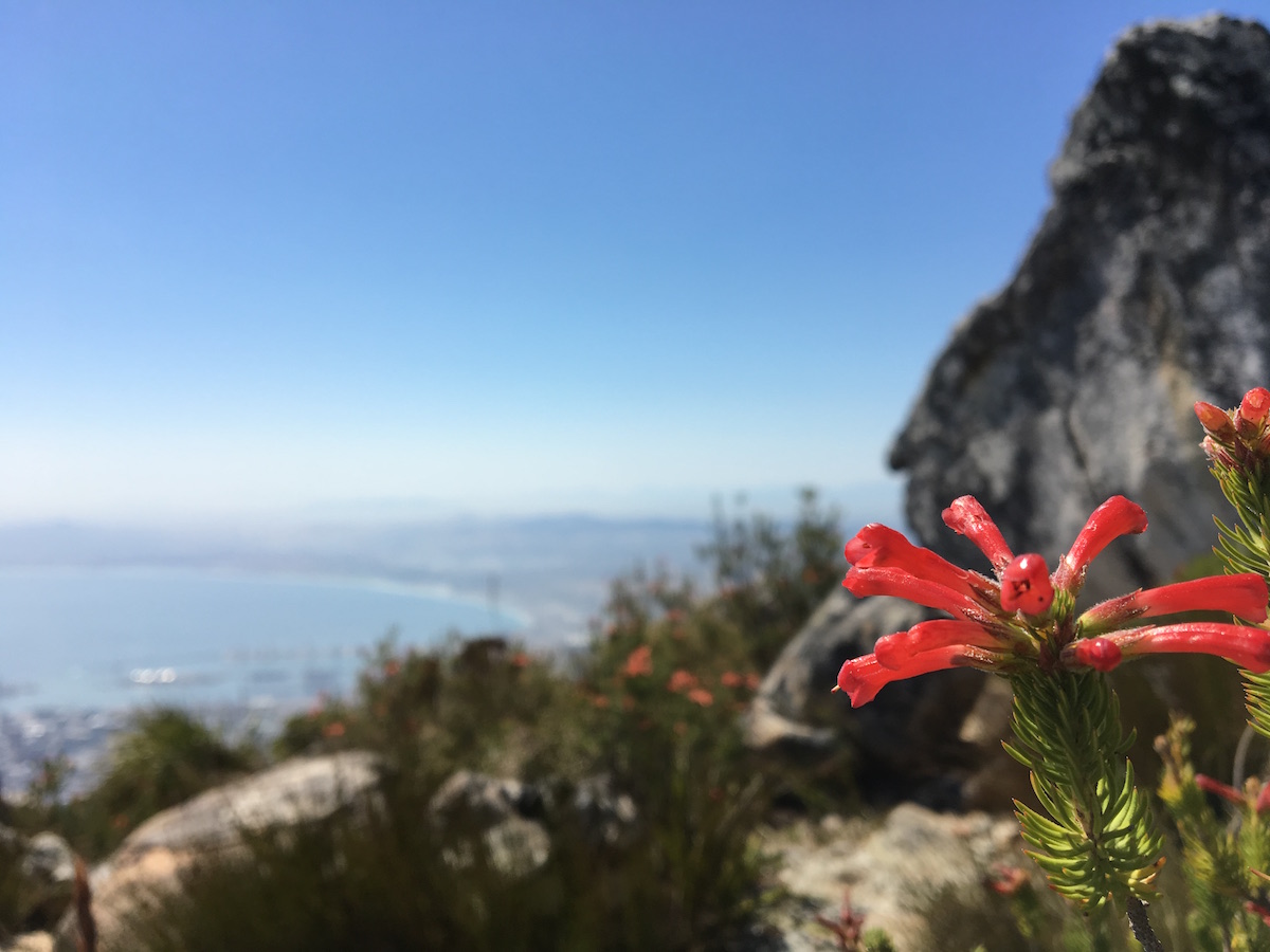 Red flower table mountain 1200
