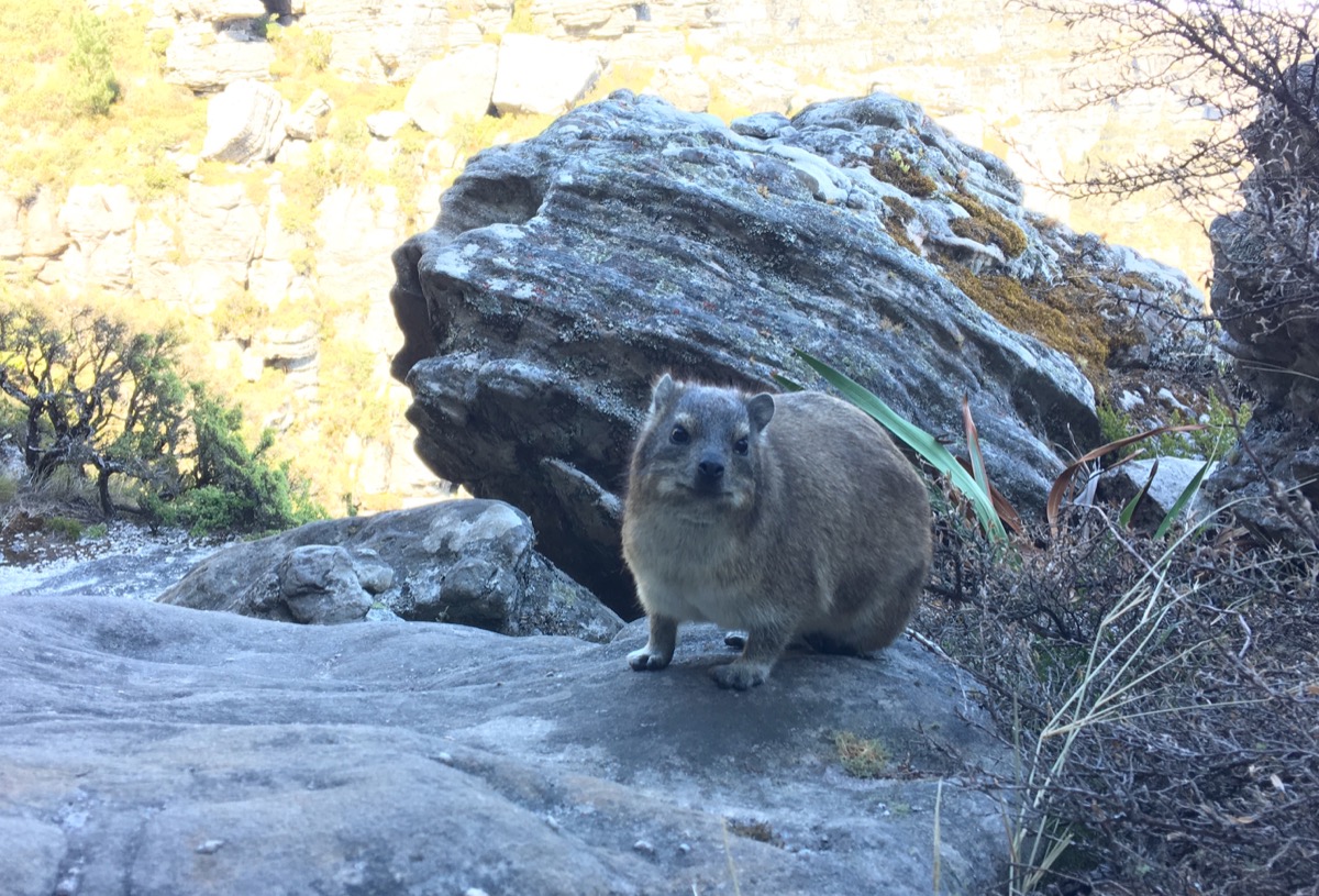 Hyrax : cappie table mountain-1200