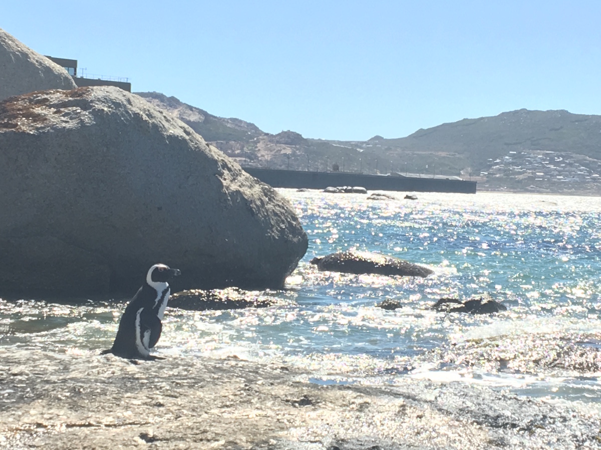 Penguin looking out at ocean 1200